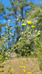 Chrysopsidinae