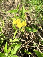 Aneilema aequinoctiale