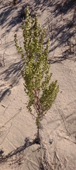 Artemisia campestris
