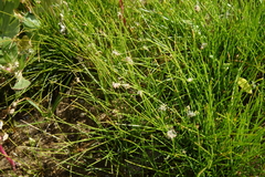Eleocharis acicularis