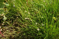 Eleocharis acicularis