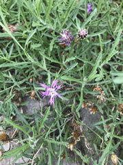 Centaurea aspera