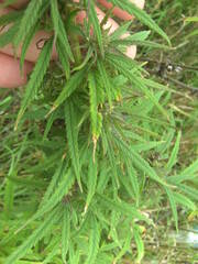 Cannabis sativa spontanea