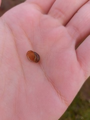 Ampullaceana balthica