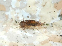Arcitalitridae