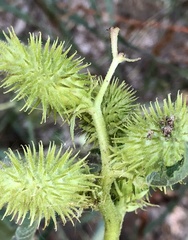 Ambrosiinae