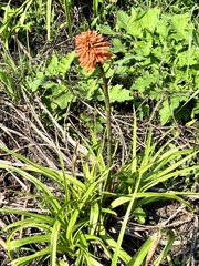 Kniphofia uvaria