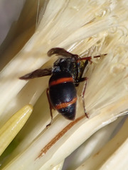 Euodynerus reflexus