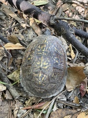 Terrapene carolina major