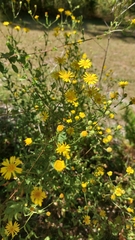 Chrysopsidinae