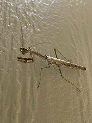Stagmomantis