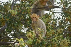 Macaca sylvanus