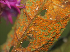 Puccinia vernoniae