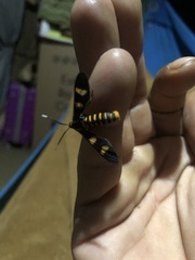 Phoenicoprocta hampsonii