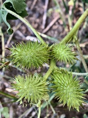 Ambrosiinae