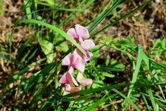 Lathyrus sylvestris