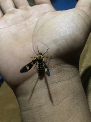 Phoenicoprocta hampsonii