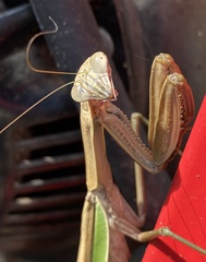 Mantodea