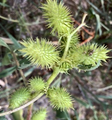 Ambrosiinae