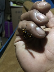 Phoenicoprocta hampsonii