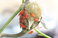 Dysdercus decussatus