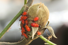 Dysdercus decussatus