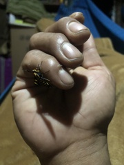 Phoenicoprocta hampsonii