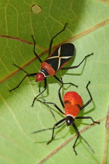 Dysdercus decussatus