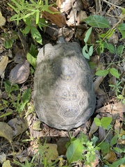 Terrapene carolina major