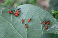 Dysdercus decussatus