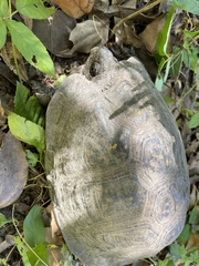 Terrapene carolina major