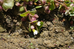 Bacopa rotundifolia