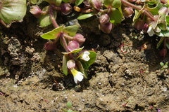 Bacopa rotundifolia