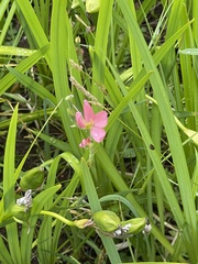 Freesia laxa