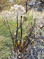 Angelica archangelica