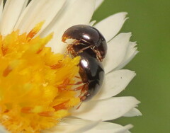 Phalacridae