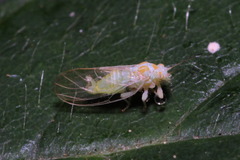 Cacopsylla hippophaes