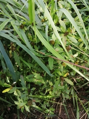 Bidens tripartita