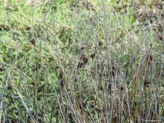 Juncus acutus