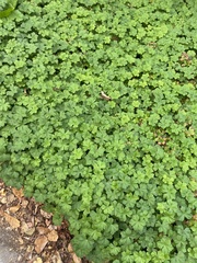 Geranium × cantabrigiense