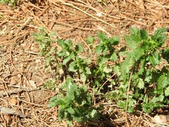 Urtica urens