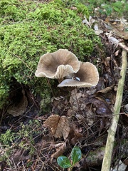 Lactifluus gerardii