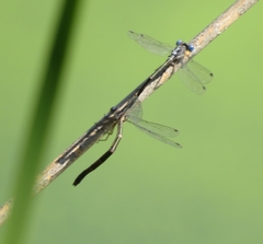 Lestes congener