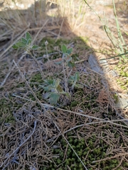 Teucrium chamaedrys nuchense