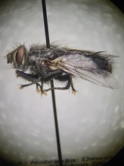 Tachinomyia