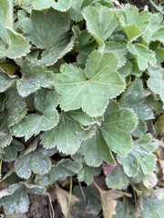 Alchemilla vulgaris