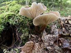 Lactifluus gerardii