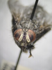 Tachinomyia