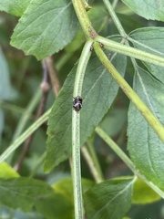 Clastoptera obtusa