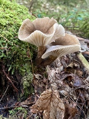 Lactifluus gerardii